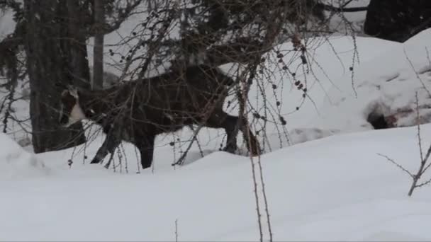 Wilde Ziege Verschneiten Wald — Stockvideo