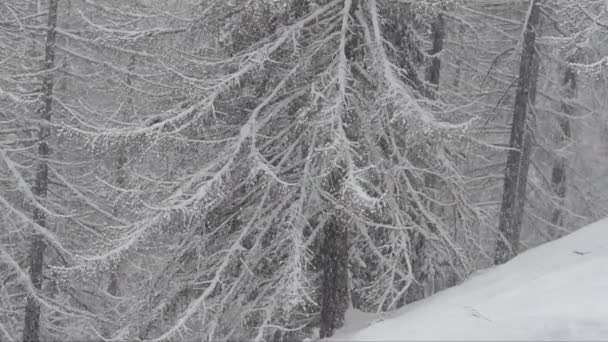 Сніговий Ліс Зимовий Сезон — стокове відео