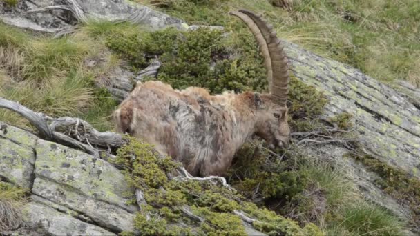 Ibex Capra Ibex Bouquetin Savec Pes Národní Park Gran Paradiso — Stock video