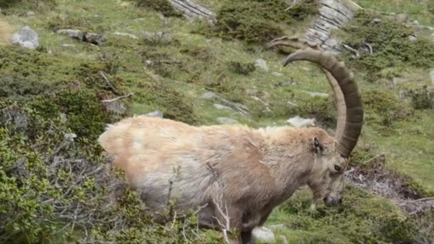 Ibex Capra Ibex Bouquetin Mamífero Macho Gran Paradiso National Park — Vídeo de Stock