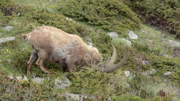 Ibex Capra Ibex Bouquetin Savec Pes Národní Park Gran Paradiso — Stock video