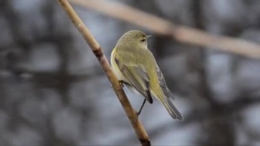Bir baston üzerinde Chiffchaff (Phylloscopus collybita)