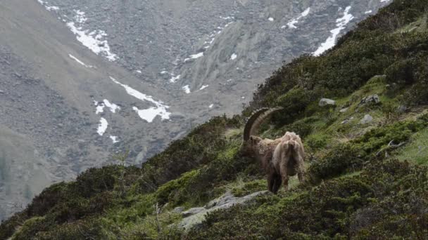 Ibex Capra Ibex Bouquetin Zoogdier Mannetje Gran Paradiso National Park — Stockvideo