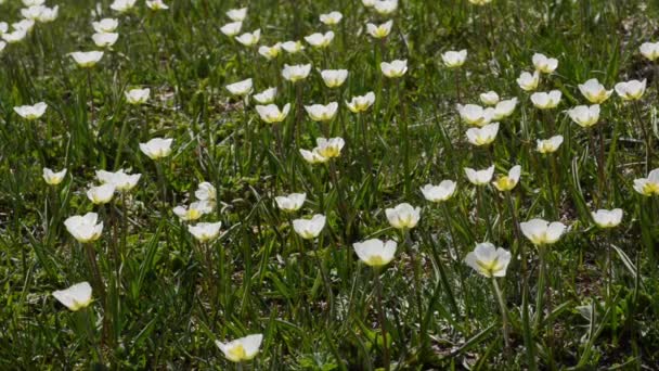 Belles Fleurs Dans Champ Vert — Video