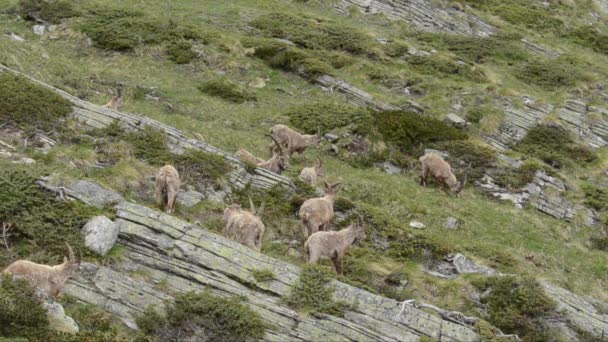 Ibex Capra Ibex Bouquetin Zoogdier Mannetje Gran Paradiso National Park — Stockvideo