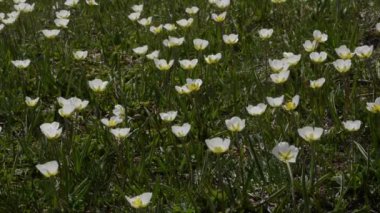 Yeşil tarlada güzel çiçekler