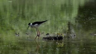 Himantopus himantopus (Himantopus himantopus) bir gölette, siyah kanatlı stil, yaygın stilt, pied stilt, Himantopus himantopus, yuva, su, bacaklar, bataklık, Padania ovası, Vercelli, İtalya