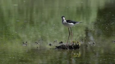 Himantopus himantopus (Himantopus himantopus) bir gölette, siyah kanatlı stil, yaygın stilt, pied stilt, Himantopus himantopus, yuva, su, bacaklar, bataklık, Padania ovası, Vercelli, İtalya