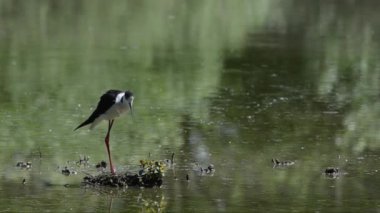 Himantopus himantopus (Himantopus himantopus) bir gölette, siyah kanatlı stil, yaygın stilt, pied stilt, Himantopus himantopus, yuva, su, bacaklar, bataklık, bataklık, 