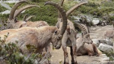 bir grup dağ keçisi, buket, memeli, erkek, Gran Paradiso Ulusal Parkı, Cogne, Valnontey, Valle d 'Aosta, İtalya, insan yok, yiyecek arama, bahar,