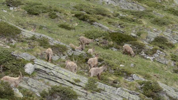 Cabras Selvagens Montanhas Pedra — Vídeo de Stock