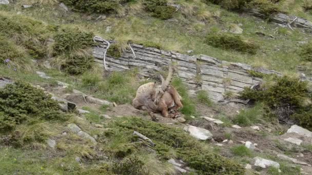 Cabra Selvagem Montanhas Pedra — Vídeo de Stock