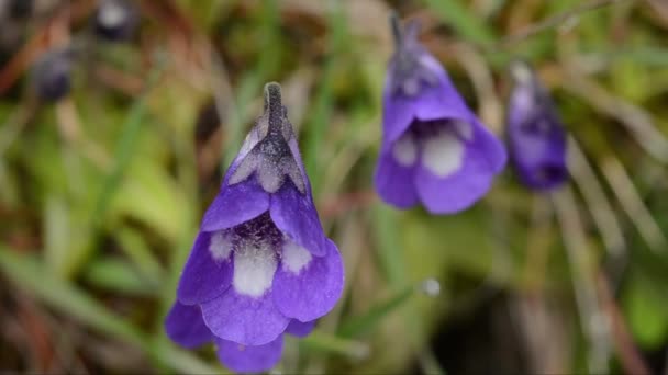 野原の美しい紫色の花 — ストック動画