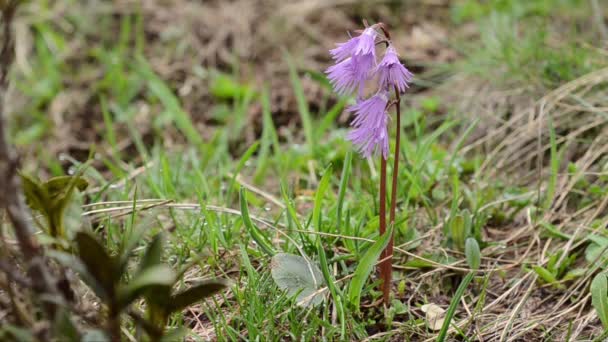 Snowbell Soldanella Alpina Primulaceae Flower Alps Mountain Pink Gran Paradiso — Vídeo de Stock