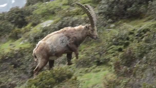 Ibex Bouquetin Savec Pes Národní Park Gran Paradiso Cogne Valnontey — Stock video