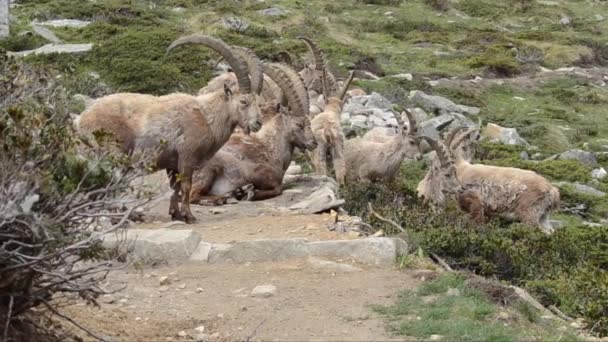 Skupina Kozorožců Bouquetin Savec Pes Národní Park Gran Paradiso Cogne — Stock video