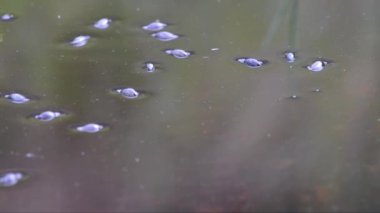 Göldeki ya da nehir suyundaki kurbağa yavruları  