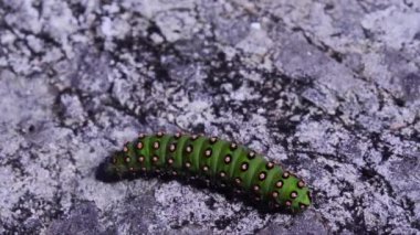 Taş üstüne yeşil tırtıla yaklaş