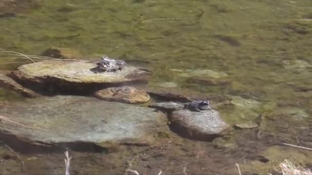 Лягушки Озере Речной Воде — стоковое видео