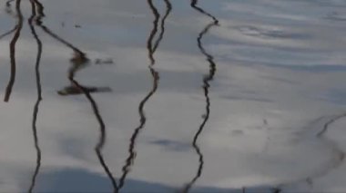 Dalgalı suda ağaç yansıması