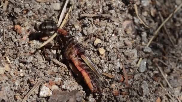 Red Ant Preys Grasshopper Gran Paradiso National Park Itália Floresta — Vídeo de Stock