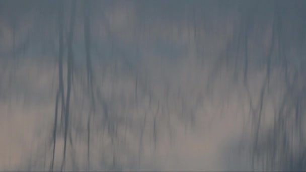 Отражение Деревьев Воде — стоковое видео