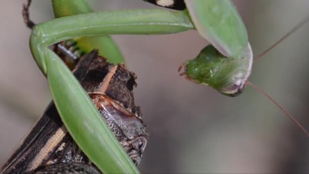 Közelről Grasshopper Természetben — Stock videók