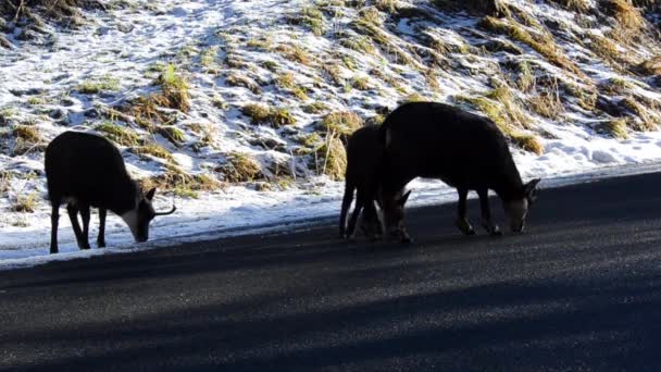 Wilde Geiten Asfaltweg Natuur Winter — Stockvideo