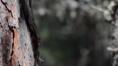 Ormanda ağaç gövdesindeki kuş