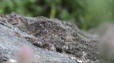 Bulanık ormanda taş üstüne böcek.