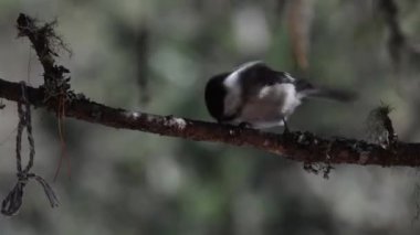 Ormanda ağaçtaki kuş  