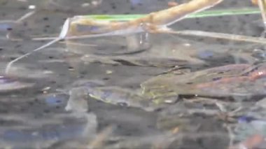 Gölet suyundaki kurbağaları kapatın.