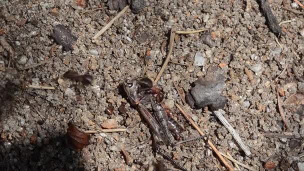 Formigas Vermelhas Presas Grasshopper Formiga Fórmica Rufa Inseto Gran Paradiso — Vídeo de Stock