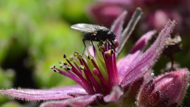 Gros Plan Mouche Sur Fleur Rose — Video