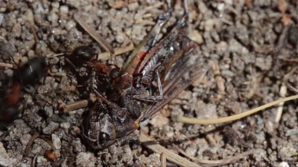 Formigas Vermelhas Presas Grasshopper Formiga Fórmica Rufa Inseto Gran Paradiso — Vídeo de Stock