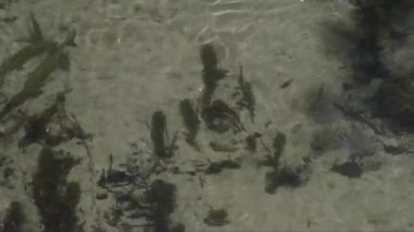 Temiz sudaki balıkların en üst görüntüsü