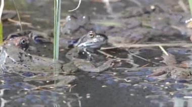 Dağ kurbağaları (Rana temporaria) bir dağ göletinde çiftleşirler.