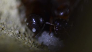 Kraliçe karınca yuvasına yumurta bırakır, yapay, yumurta, COGNE, İtalya, EGG, UNDERground