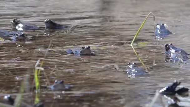 Βάτραχοι Λίμνη Νερό Του Ποταμού — Αρχείο Βίντεο
