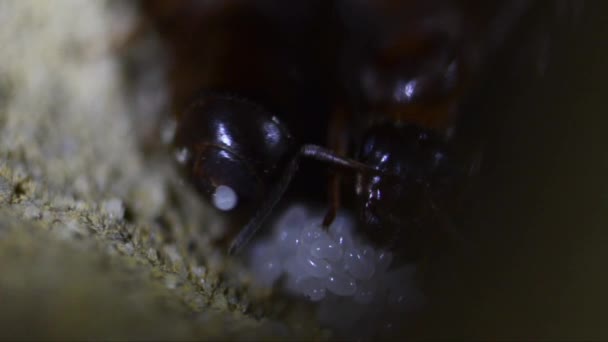 Ant Queen Pone Huevo Hormiguero Artificial Huevos Cogne Italia Egg — Vídeo de stock