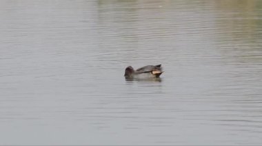 Gölde ördek ya da nehir suyu  