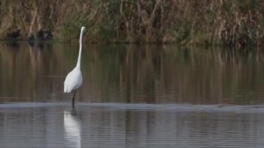 Gölde ya da nehir suyunda beyaz kuş 
