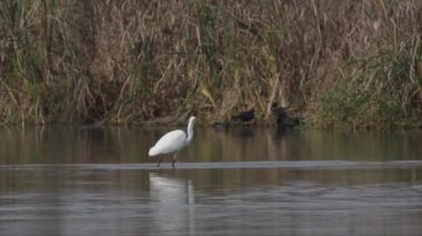 Gölde ya da nehir suyunda beyaz kuş 