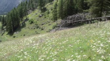 Çiçek tarlası olan güzel dağlar