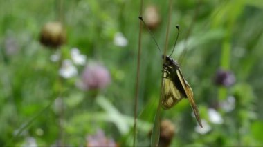 Kükürt, Libelloides coccajus, Ascalaphus coccajus, Ascalaphuus libelluloides, Ascalaphae, nöroptera, böcek, sinek, Gran Paradiso Ulusal Parkı, Cogne, Valnontey, Valle d 'Aosta, İtalya, Alps