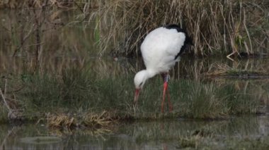 Beyaz leylek, leylek, ağustos böceği, Ciconiidae familyası, kuş, Vercelli, İtalya, bataklık, bataklık,