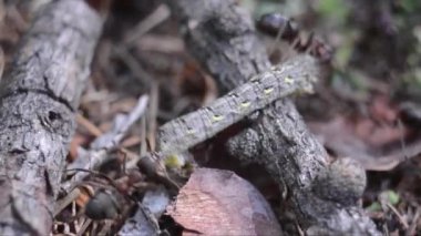  Karınca, karınca, kırmızı karınca, formika yakut, av tırtıl, tırtıl, karınca yuvası, odun, Gran Paradiso Ulusal Parkı, Cogne, Valnontey, Valle dAosta, İtalya,