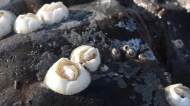 : Barnacles, cirripeda, on Imulus, on Horshoe crab, crustacea, sea, Broadkill Beach, Delaware, Usa