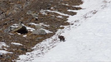 Boquetin, Capra dağ keçisi, memeli, dağ, kış, kar, soğuk, buz, dağlar, Valnoney, Cogne, Gran Paradiso Ulusal Parkı, Valle d Aosta,