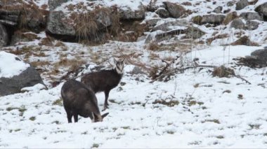  Chamois, Rupicapra rupicapra, memeli, anne ve genç, yetişkin ve genç, dağ, kış, kar, dağlar, Valnoney, Cogne, Gran Paradiso Ulusal Parkı, Valle d Aosta, park